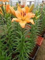 [5096 Lavendou VWS No02.JPG]